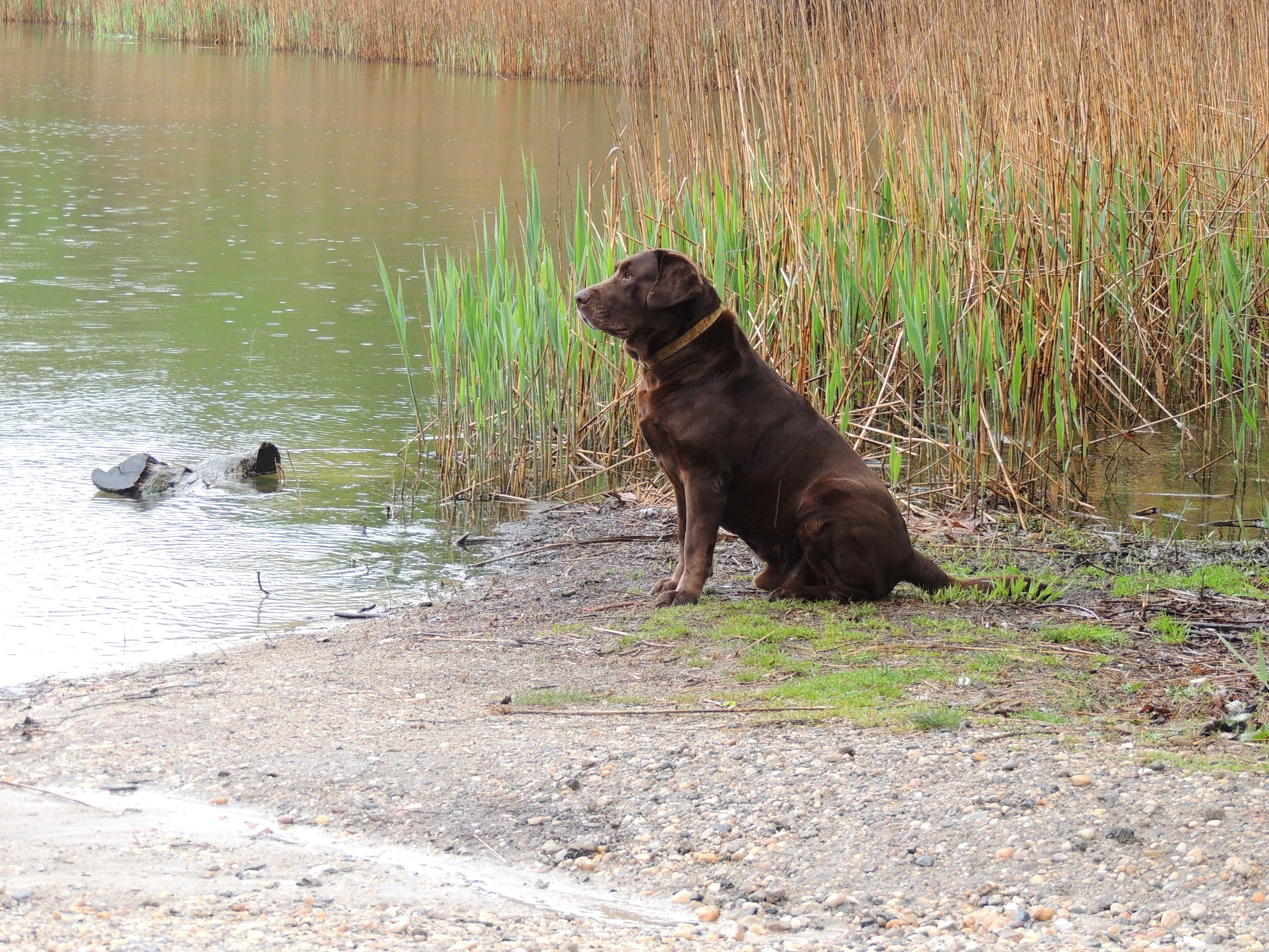 Labrador Marsh Marsh Land Labs LLC | Quality Labrador Breeder
